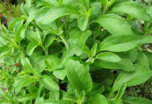 Pianta di Stevia