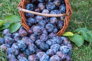Le prugne nella dieta: proprietà e benefici
