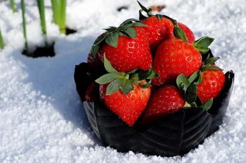Fragole in una coppa sulla neve