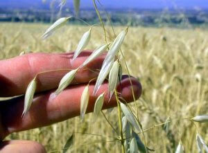 2 ricette con l'avena per stare bene e sentirvi in forma