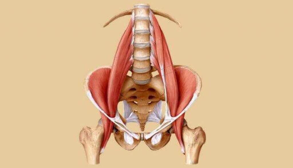 muscolo ileo psoas