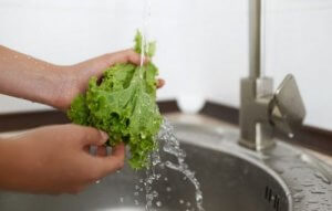 I vari tipi di lattuga ed i benefici per l'organismo