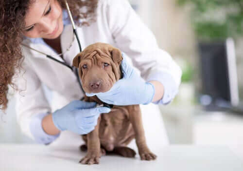 Cane dal veterinario