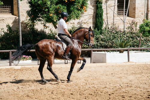 Fantino a cavallo fa dressage