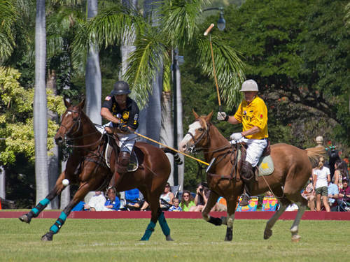 Polo sport equestre