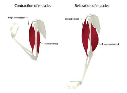 Anatomia dei tricipiti.