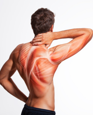 Allenamento muscolare